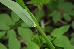 Poa remota
