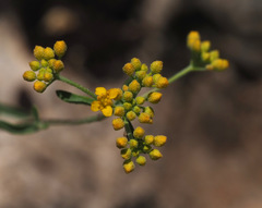 Odontarrhena muralis