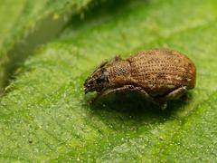 Peritelus sphaeroides