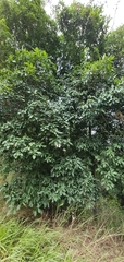 Pittosporaceae