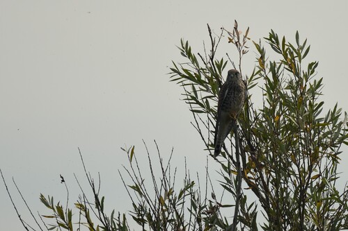 Eurasian Kestrel