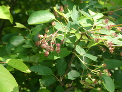 Amelanchier × lamarckii