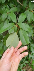 Pittosporaceae