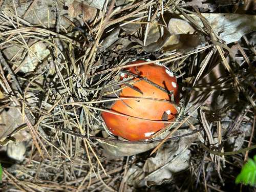 Fly Agaric