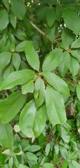 Pittosporaceae