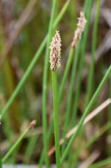 Eleocharis acuta