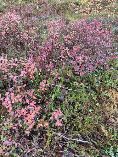 bog bilberry