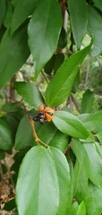 Pittosporaceae
