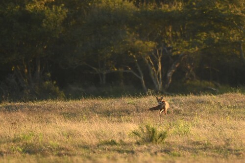 Red Fox