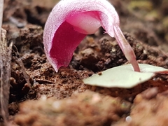 Corybas aconitiflorus