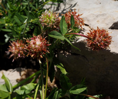 Trifolium physodes