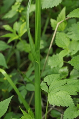 Poa remota