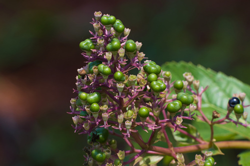 Rotheca serrata observed 2026-10-02
