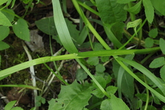 Poa remota