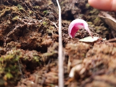 Corybas aconitiflorus