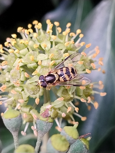 Stripe-backed Brusheye