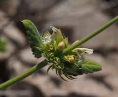 Nepeta italica