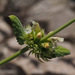Nepeta italica - Photo (c) Ron Frumkin, some rights reserved (CC BY-NC), uploaded by Ron Frumkin
