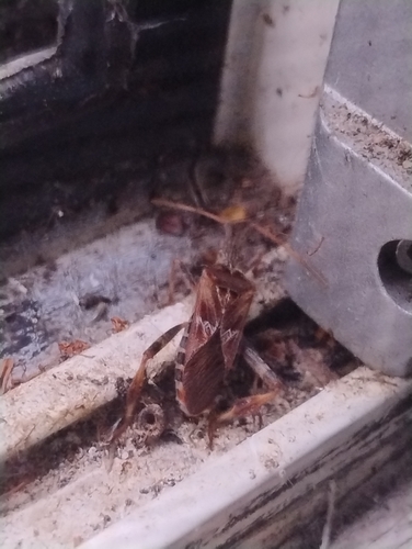 Western Conifer Seed Bug