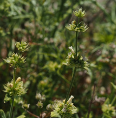Nepeta italica