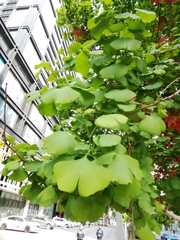 Ginkgo biloba