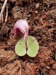 Corybas aconitiflorus