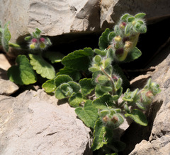 Scutellaria utriculata