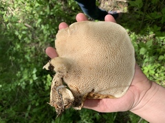 Cerioporus squamosus