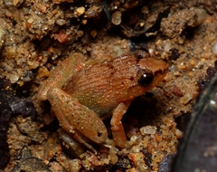 Limnonectes plicatellus