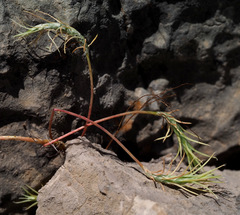 Petrosedum amplexicaule