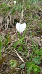 Crocus vernus