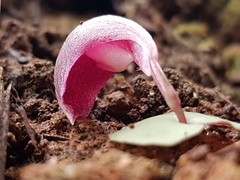 Corybas aconitiflorus