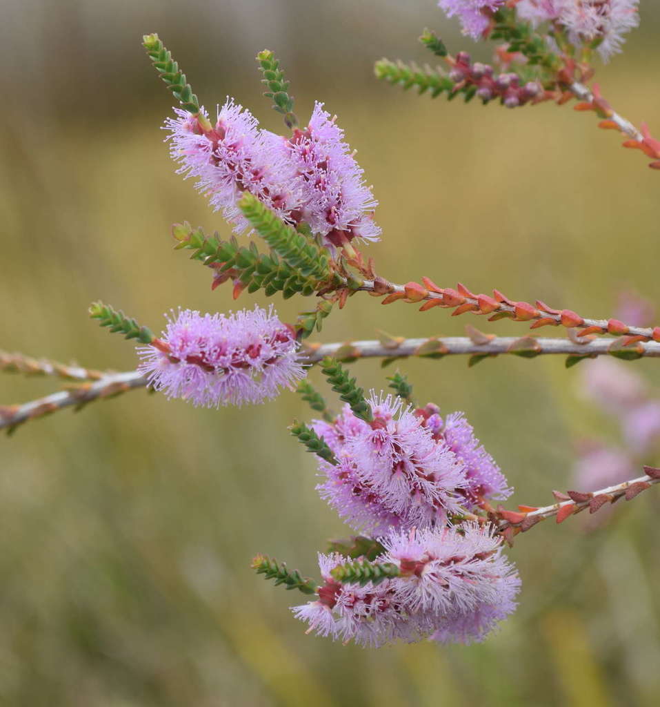 slender honey-myrtle