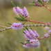 Melaleuca gibbosa - Photo (c) Kevin Sparrow, alguns direitos reservados (CC BY), uploaded by Kevin Sparrow