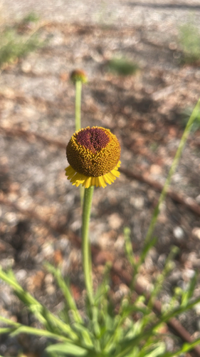 Helenium puberulum, 2026-10-02