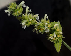 Nepeta italica