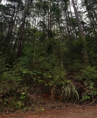 Corybas aconitiflorus