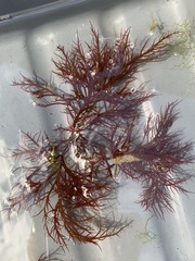 Sarcodiotheca