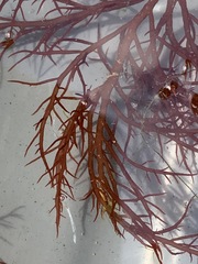 Sarcodiotheca