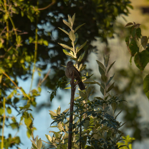 iNaturalist image