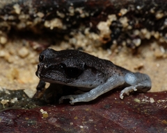 Leptobrachium hendricksoni