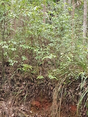 Corybas aconitiflorus