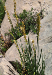 Melica persica