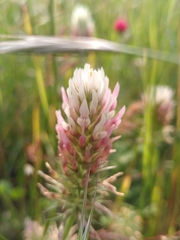 Trifolium incarnatum molinerii