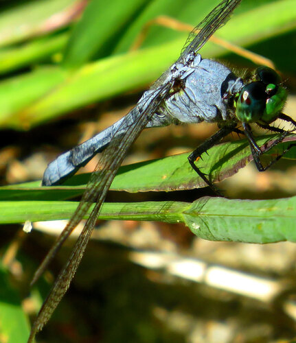 Eastern Pondhawk