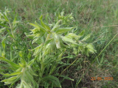 Onosma borysthenica