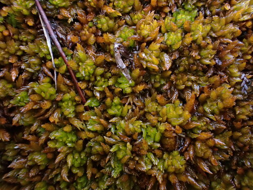 Sphagnum compactum observed 2026-09-29