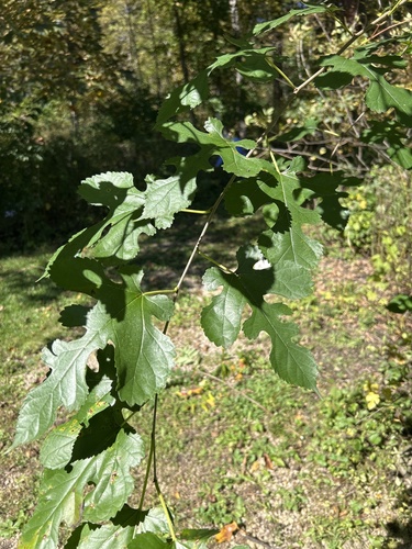 white mulberry