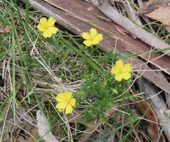 Hibbertia prostrata