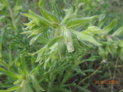 Onosma borysthenica
